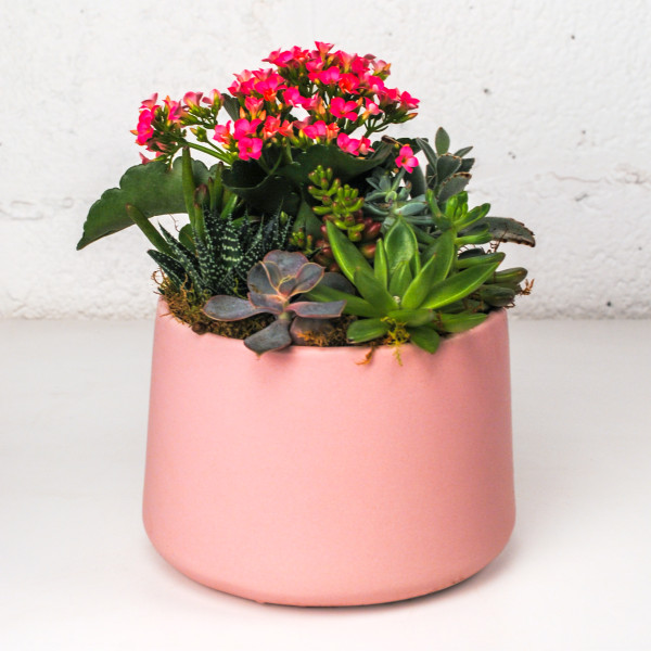 Succulent Chic Pink Planter