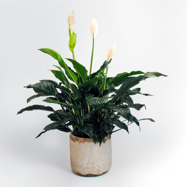Natural Beauty Potted Spathiphyllum Plant