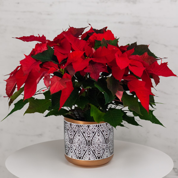 Modern Holiday Potted Poinsettia Plant