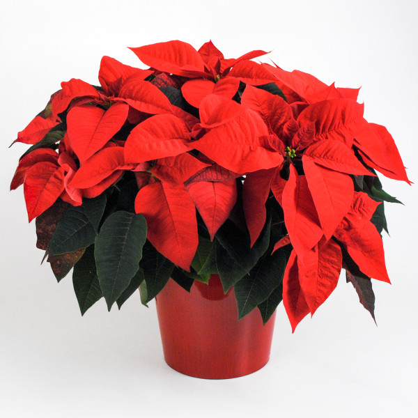 Red Poinsettia Plant