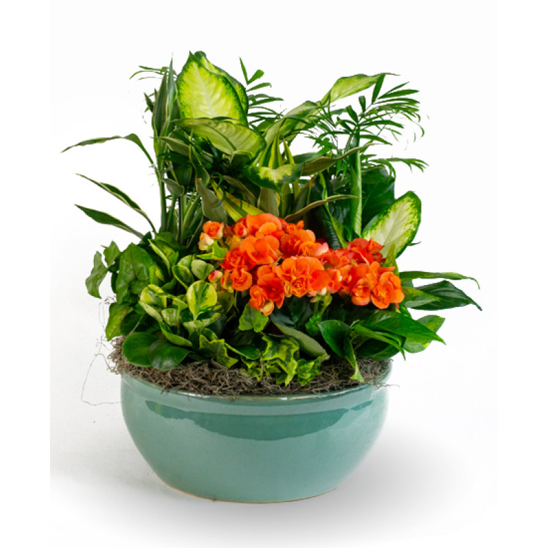 Dish Garden Ceramic Planter - Large - Same Day Delivery