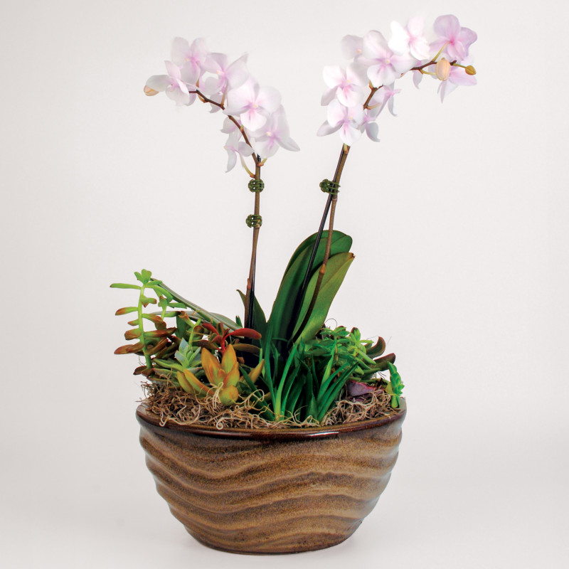 Medium Orchid and Succulent Garden - Same Day Delivery