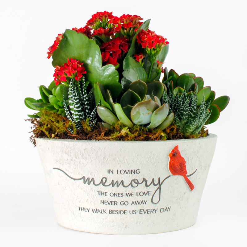 Ever Near Succulent Garden - Same Day Delivery