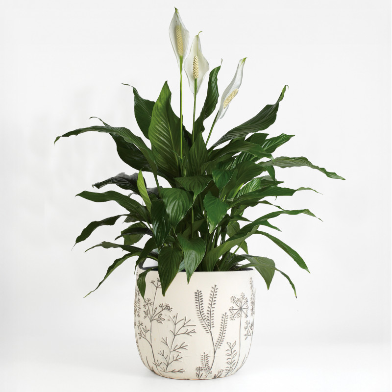 Peace Lily Verdant Planter - Same Day Delivery