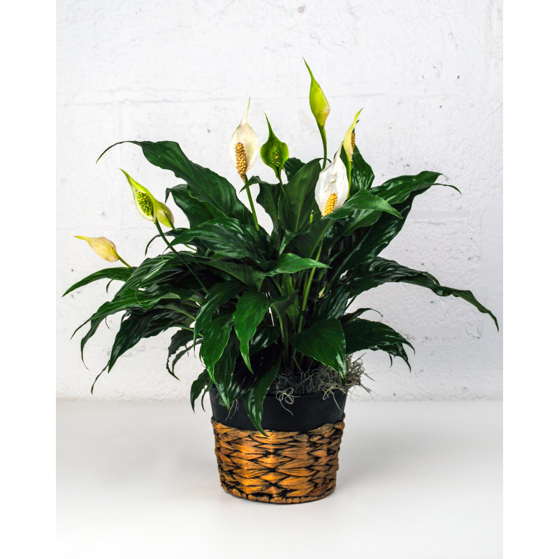 Modern Touch Spathiphyllum Plant - Same Day Delivery