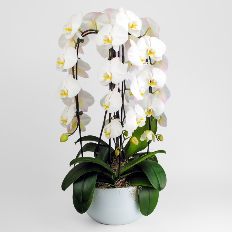 Oh My Orchid !!WOW!! - Same Day Delivery