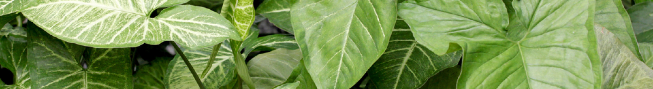 Plants, Green Plants, Flowering Plants, Rochester NY Florist