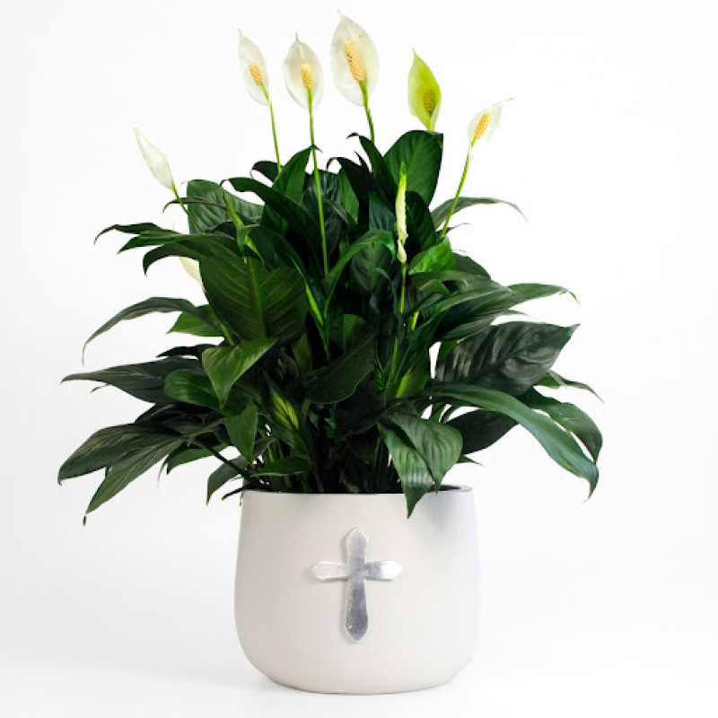 Eternal Peace Lily Planter - Same Day Delivery