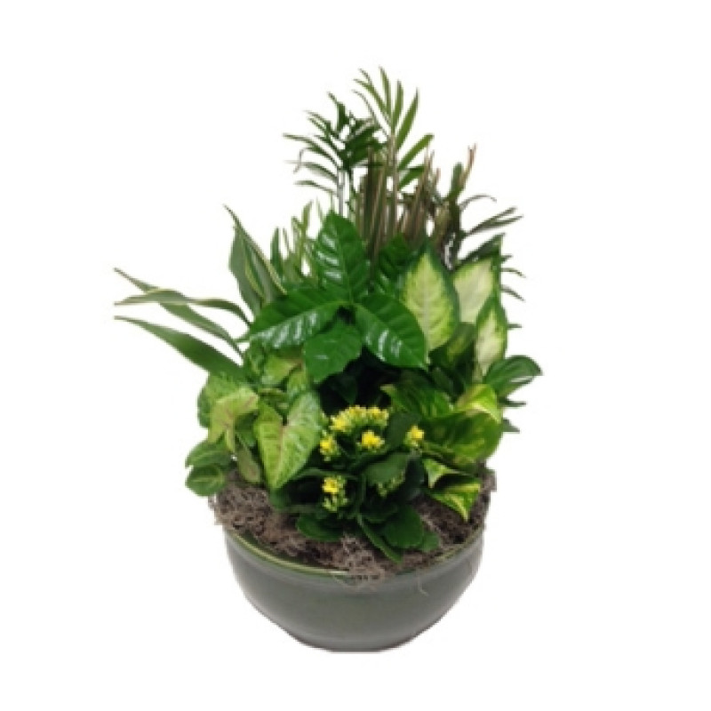 Dish Garden Ceramic Planter - Medium - Same Day Delivery