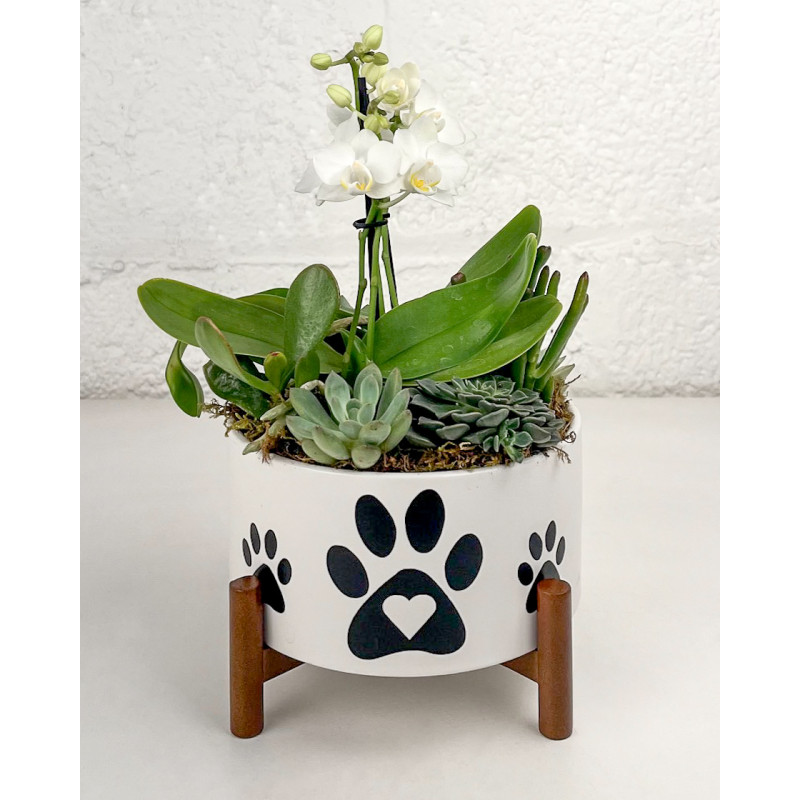 Paws for Love Planter - Same Day Delivery