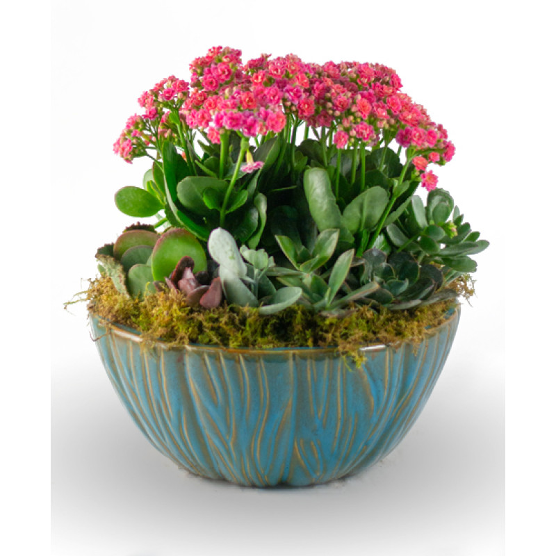 Large Succulent Garden - Same Day Delivery