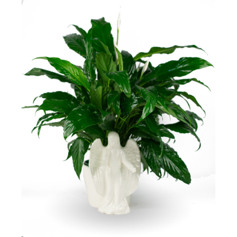 Peaceful Tribute Spathiphyllum Plant - Same Day Delivery