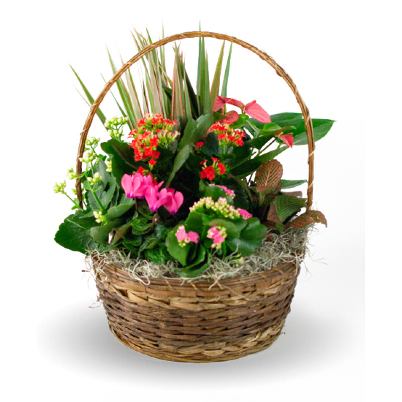 European Garden - Same Day Delivery