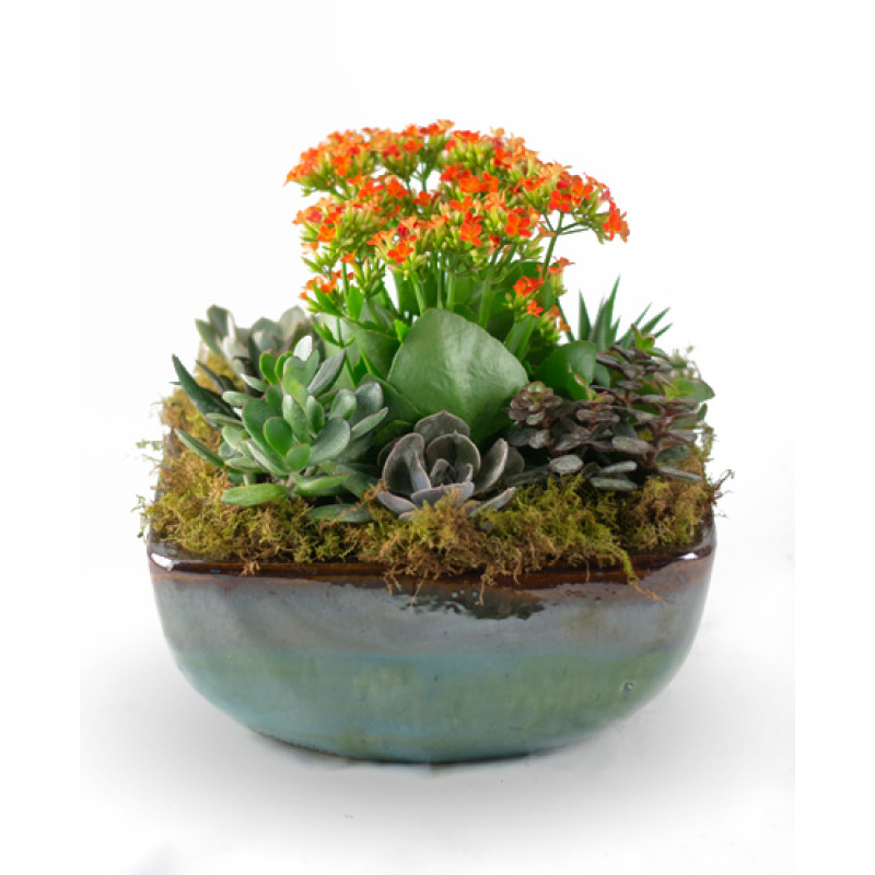 Succulent Garden Medium - Same Day Delivery