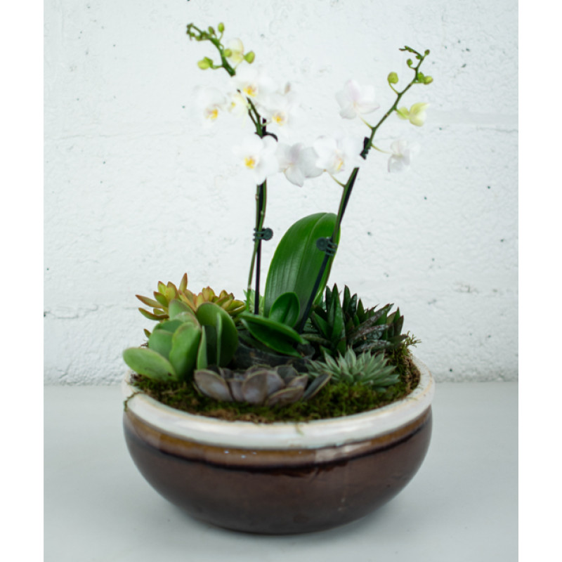 Medium Orchid and Succulent Garden - Same Day Delivery