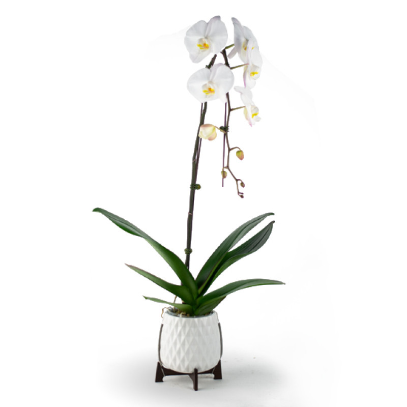 Mod Orchid Planter - Same Day Delivery