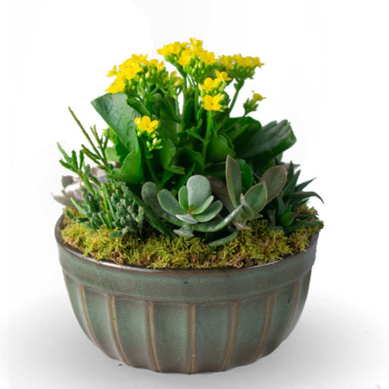 Small Succulent Garden - Same Day Delivery