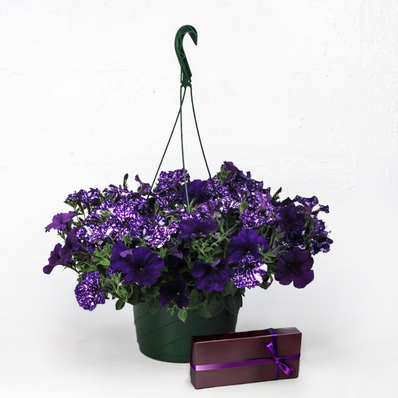 Sweet Cascading Petunia Bundle - Same Day Delivery